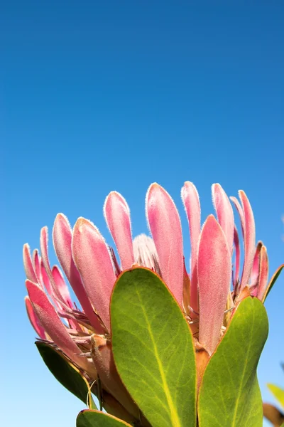 Protea1 — стоковое фото