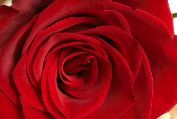 stock image Dark red rose macro