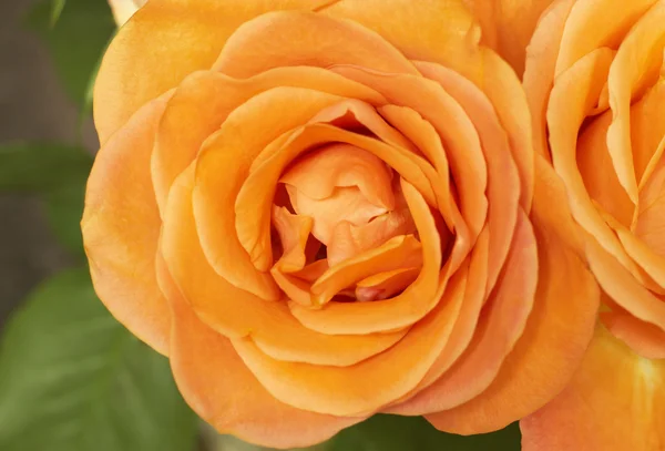 Fechar as rosas laranja brilhante — Fotografia de Stock