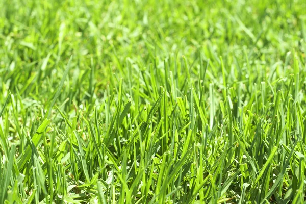 stock image Green grass close-up