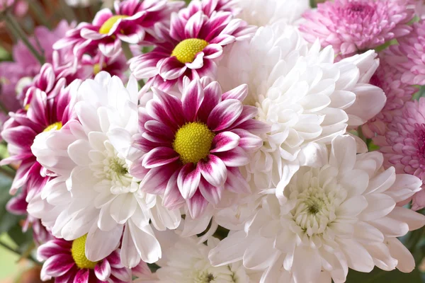 Красивые розовые и белые цветы — стоковое фото