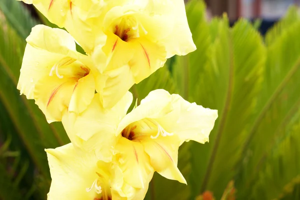 Yellow gladiolus on green background