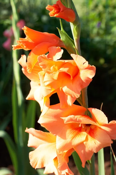Orange gladiolus on green background — Stock Photo, Image