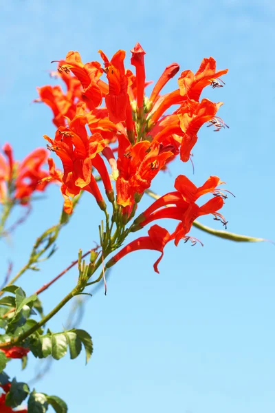 stock image Cape Honey Melianthus flowers