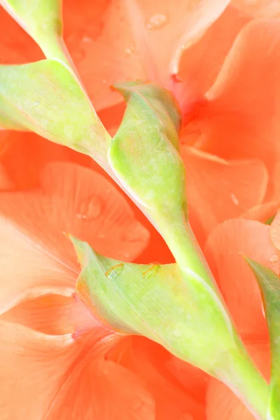 Appelsingladiolus - Stock-foto