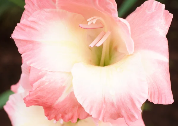 Gladiolo rosa y blanco —  Fotos de Stock