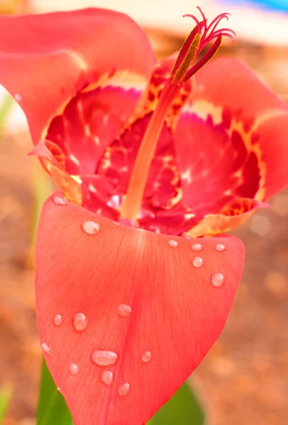 Pink Tigridia pavonia — Stock Photo, Image