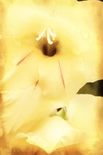 Gladiolus amarelo na textura grunge — Fotografia de Stock