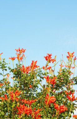 Cape bal (Melianthus) çiçekler