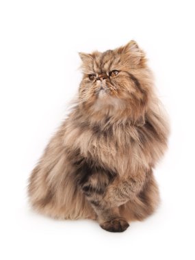 Persian cat clipart