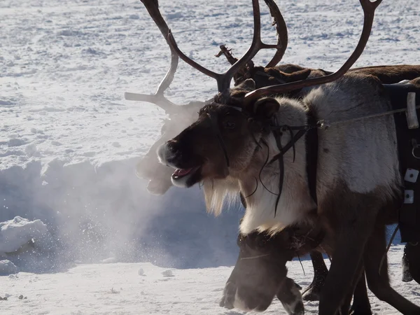 Celebration of the North — Stock Photo, Image