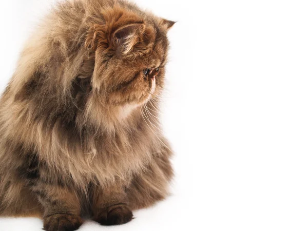 Περσική γάτα — Φωτογραφία Αρχείου