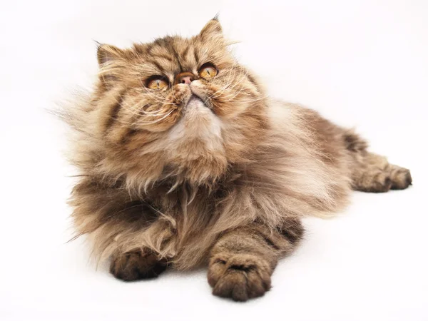 波斯语的猫 免版税图库照片