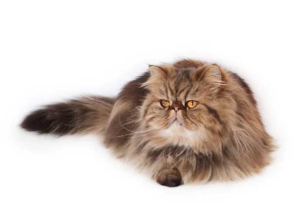 波斯语的猫 免版税图库照片