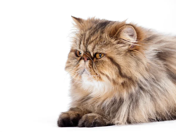 Persian cat — Stock Photo, Image