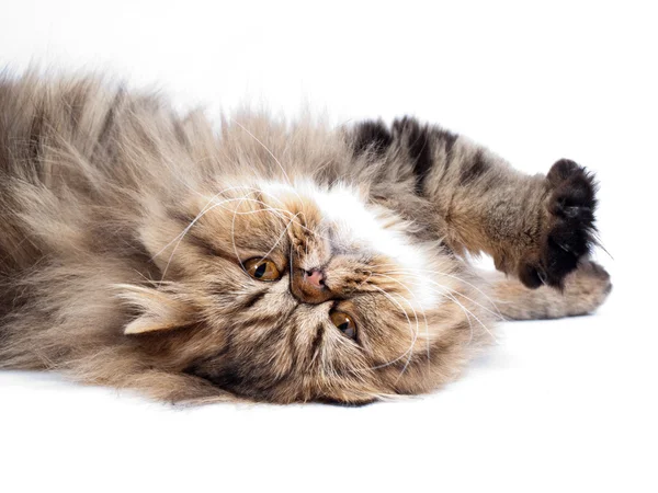 Persische Katze — Stockfoto