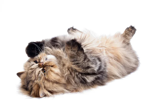 Gato persa — Foto de Stock