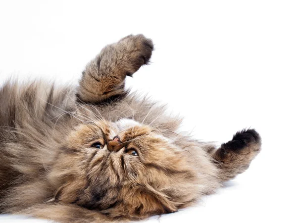 波斯语的猫 免版税图库图片