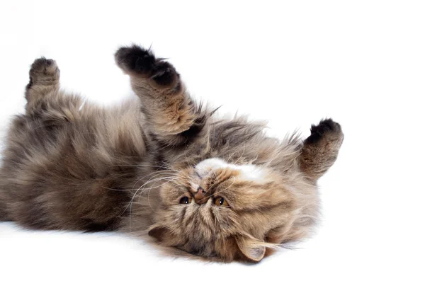 Персидський кіт Стокове Фото
