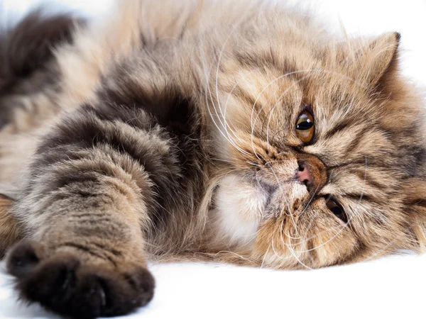 Persialainen kissa kuvapankkikuva