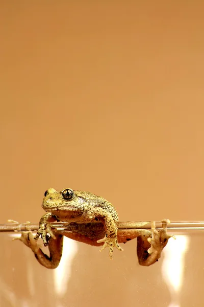 stock image Brown frog