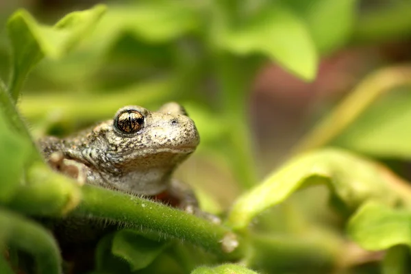 Brown Frog — Stock Photo, Image