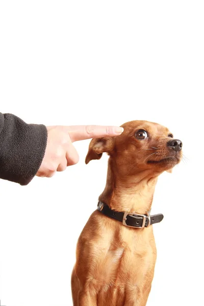 Little Dog — Stock Photo, Image