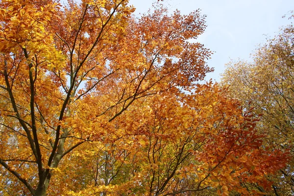 stock image Oragne tree crowns