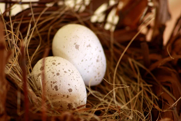Huevos de mirlo —  Fotos de Stock