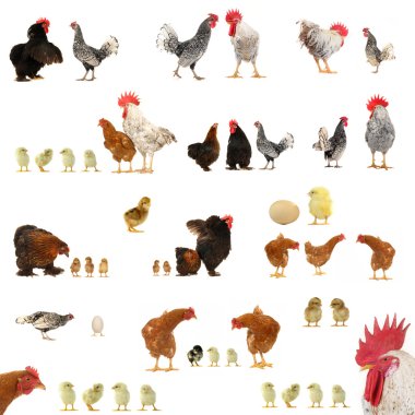 Chicken histories clipart