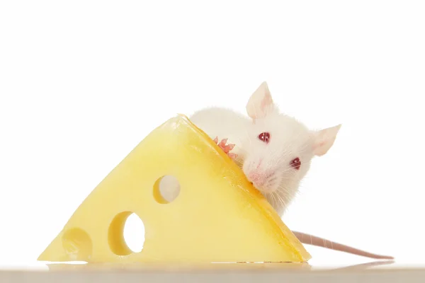 Rato em um animal de estimação fundo branco — Fotografia de Stock