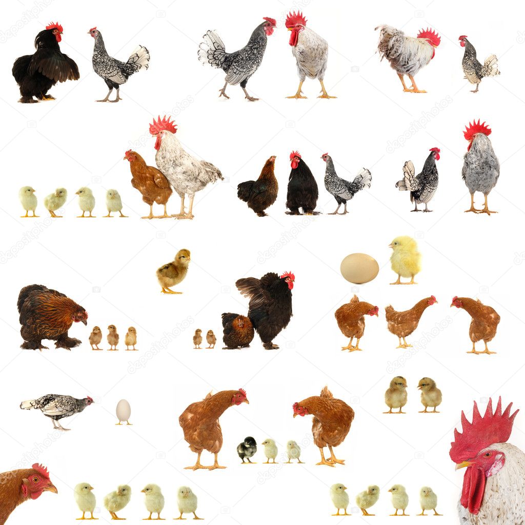 Chicken histories