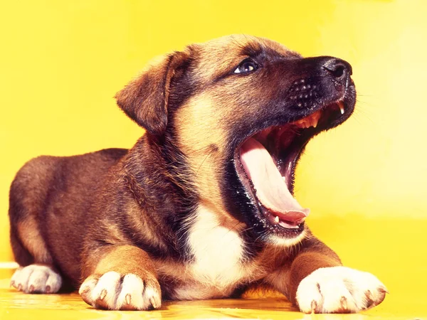 stock image Puppy on a yellow background