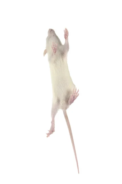 Beyaz arkaplandaki fare — Stok fotoğraf