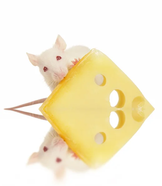 Rat op een witte achtergrond — Stockfoto