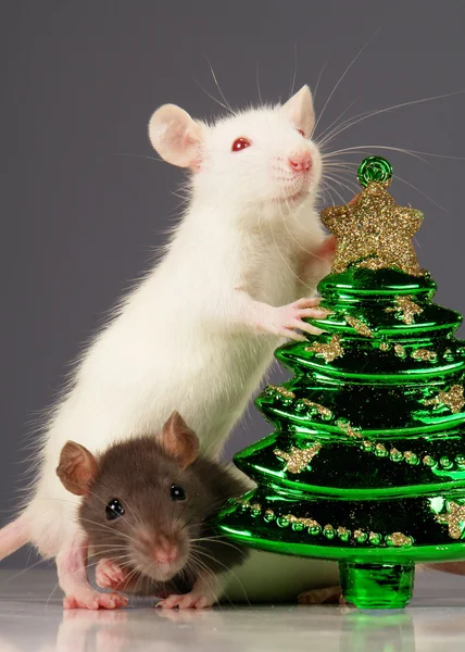 Rat op een grijze achtergrond — Stockfoto