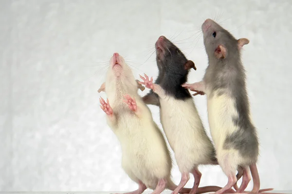 Szczury na białym tle — Zdjęcie stockowe