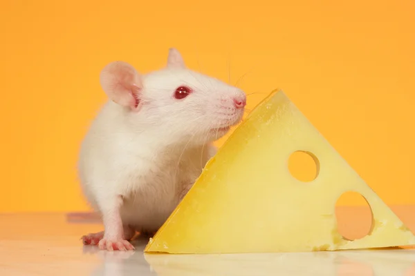 Sarı bir arka plan üzerinde fare — Stok fotoğraf