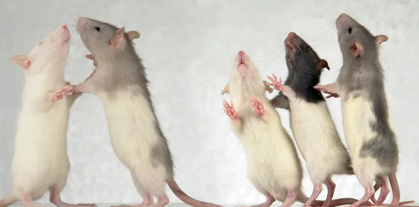 Ratten auf weißem Hintergrund — Stockfoto