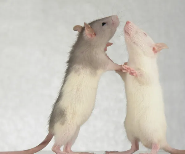 Ratas sobre fondo blanco — Foto de Stock