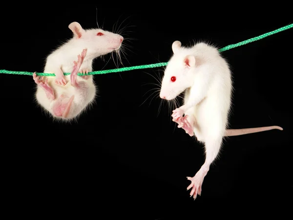 Weiße Ratte auf schwarzem Hintergrund — Stockfoto