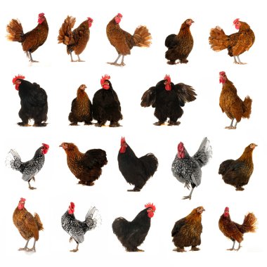 Cock and hen on a white background clipart