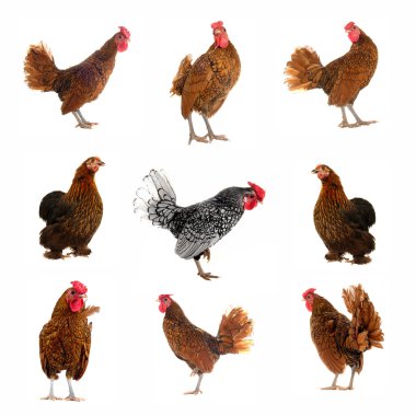 Cock on a white background clipart