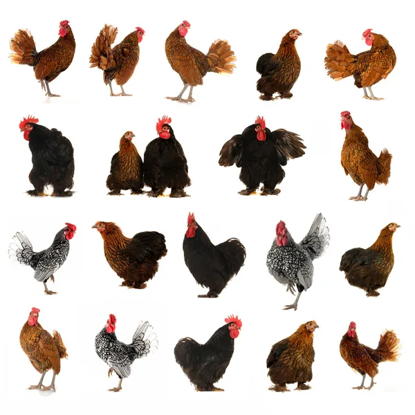 Cock and hen on a white background — Stock Photo, Image