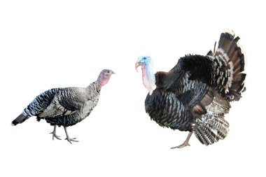 Turkey-cock clipart