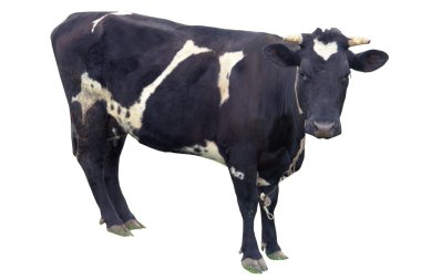 Cow on a white background clipart