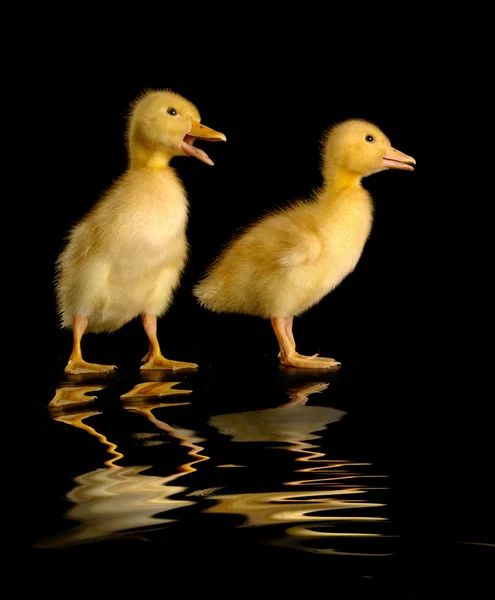 Dwie kaczki — Zdjęcie stockowe