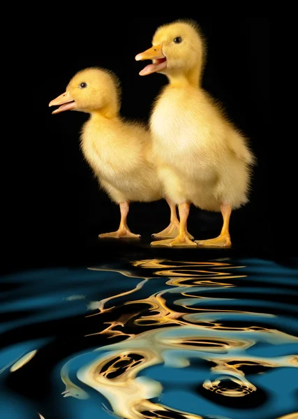 Dos patos. — Foto de Stock