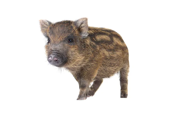 Невеликий свині — стокове фото