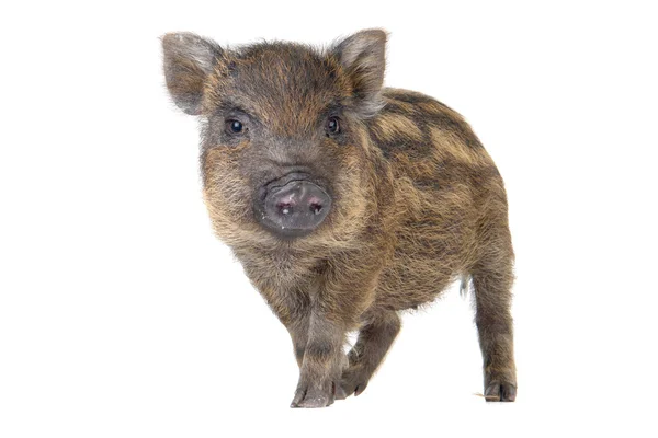 Porco pequeno — Fotografia de Stock
